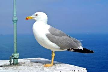 goeland