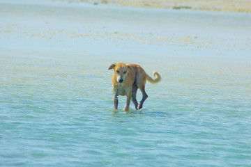 Stray Dog Hanging around on the Beach Enjoying the water, Marsa Alam, Red Sea, Egypt