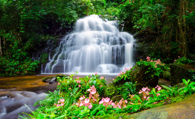 Mandang waterfall ,Thailand,flower