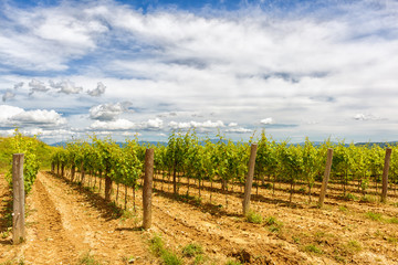 Fototapeta na wymiar vineyard in Croatia.