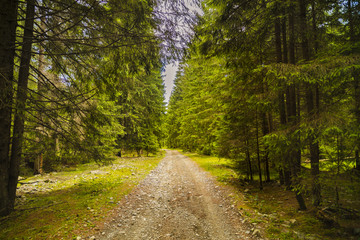 Fototapeta na wymiar A forest path with pine trees in the mountains in the Carpathians, Romania