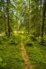 A forest path with pine trees in the mountains in the Carpathians, Romania