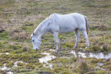 white mare on wet meadow
