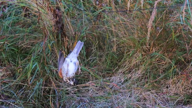 Ornithologists caught and ringed birds. Red-winged thrush (Turdus iliacus) caught in mist net
