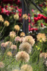 Kugellauch Fruchtstand (Allium )