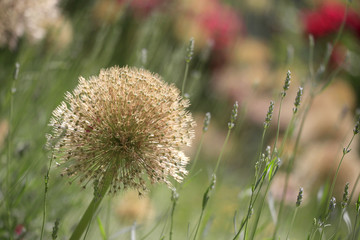 Kugellauch Fruchtstand (Allium )