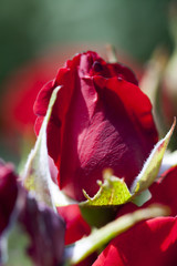 rose bud  flower closeup beauty, floral background macro