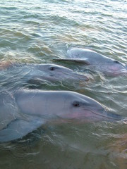 Fototapeta premium 動物