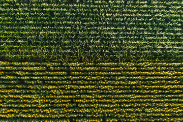 Sunflower and corn field © Budimir Jevtic