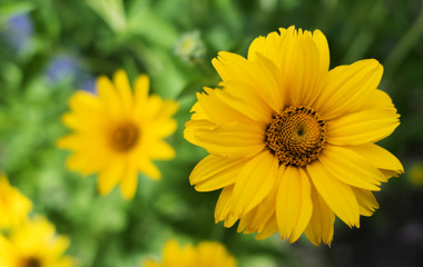 Yellow flower in