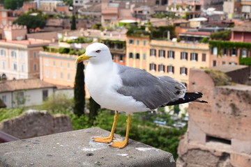 Mouette face au forum Romain 