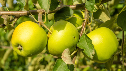 Uncollected apples branch