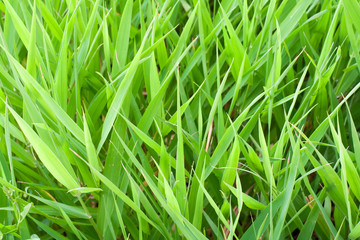 green grass. background, texture.