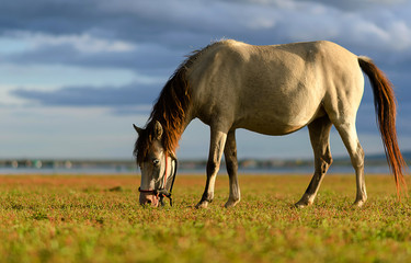 The horse is in natural fresh green grass.