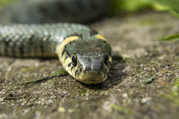 Snake, eyes and head