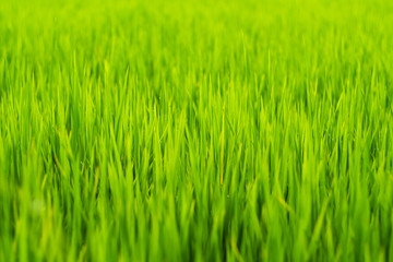 Green rice leaf background