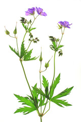 Wiesen-Storchschnabel (Geranium pratense)