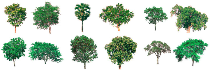 collection of tree on white background. (for gardening)	