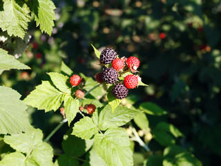 A bush of black raspberries in the garden
