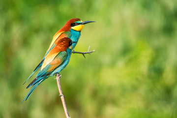 Pair of exotic colorful tropical birds bee-eaters