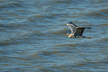 Grey heron flying