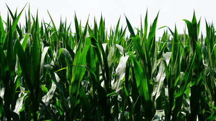 Obraz premium Cereal plants