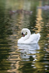 white swan swiming on city lake