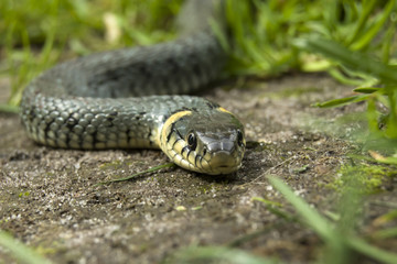 A snake wailing on the ground