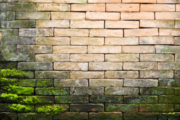 greenery mossy on brick wall.