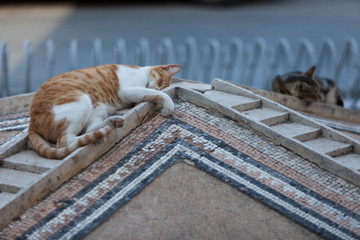 cat