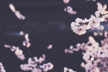 Blooming sakura flowers with copy space on dark background © so_lizaveta