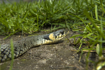 Natrix natrix snake in the green grass