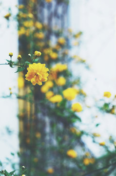 Yellow flowers in summer garden