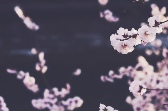 Blooming sakura flowers with copy space on dark background