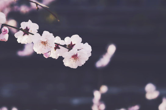 Blooming sakura flower on dark background