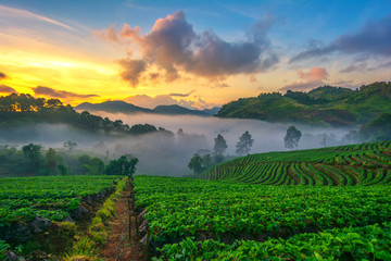 Light morning mist the strawberry farm is Ang Khang in Thailand.