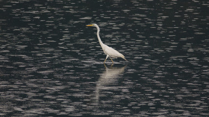 Big Bird: Great Egret - Powered by Adobe