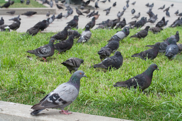 lots of pigeons on the grass in the city park. nature, animals