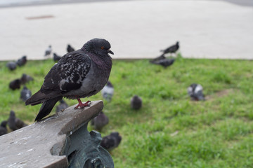 pigeon on the iron column. animal, nature.