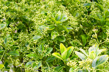 green leafy background, texture
