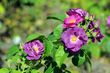 purple beach roses (Rosa rugosa) in a gardening blooming