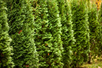 Green Hedge of Thuja Trees