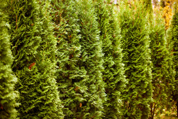 Green Hedge of Thuja Trees