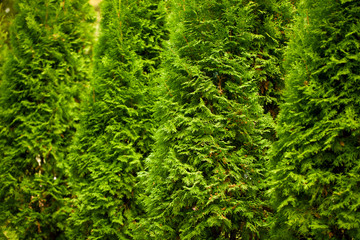 Green Hedge of Thuja Trees