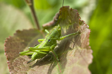 Green grasshopper on a leaf