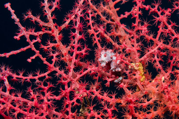 Zwerg-Seepferdchen (Hippocampus bargibanti) auf Weichkoralle