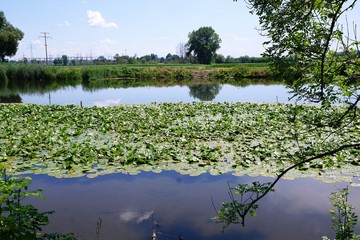 Donau fluss in erbach nahe Ulm 