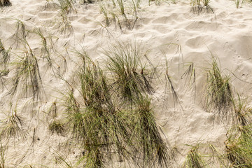 Sandy Beach With Grass Weeds