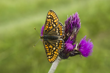 Brown-orange butterfly on a purple flower