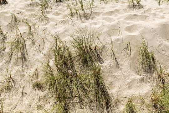 Sandy Beach With Grass Weeds